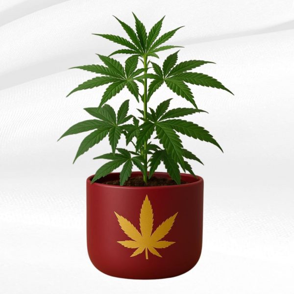 red golden leaf terracotta planter